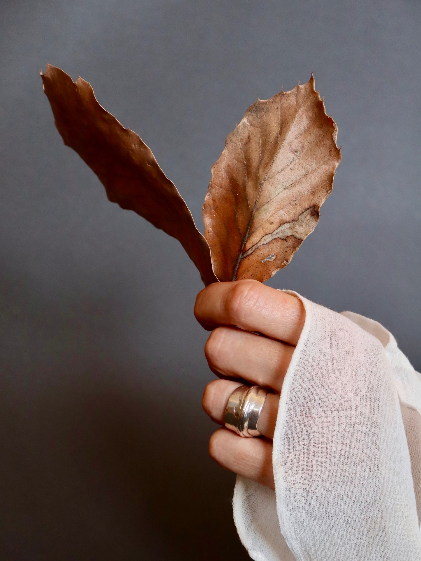 Anillo Pliegue